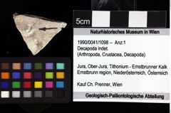 Foto (Objket + Etiketten) von Decapoda indet. 